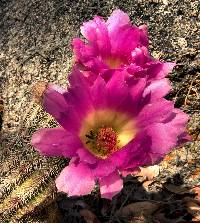 Echinocereus rigidissimus image