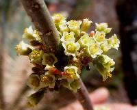 Euphorbia cymosa image