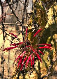 Fouquieria macdougalii image