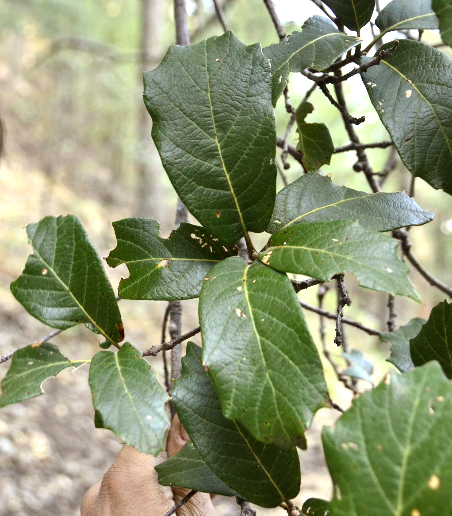 Quercus sideroxyla image