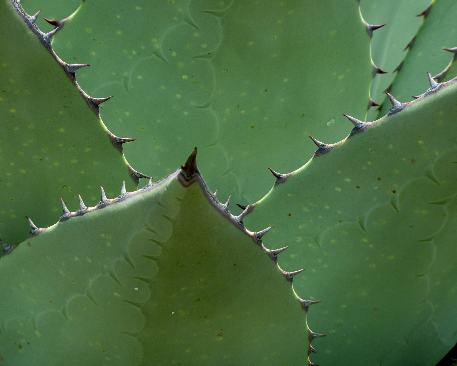 Agave parryi var. huachucensis image