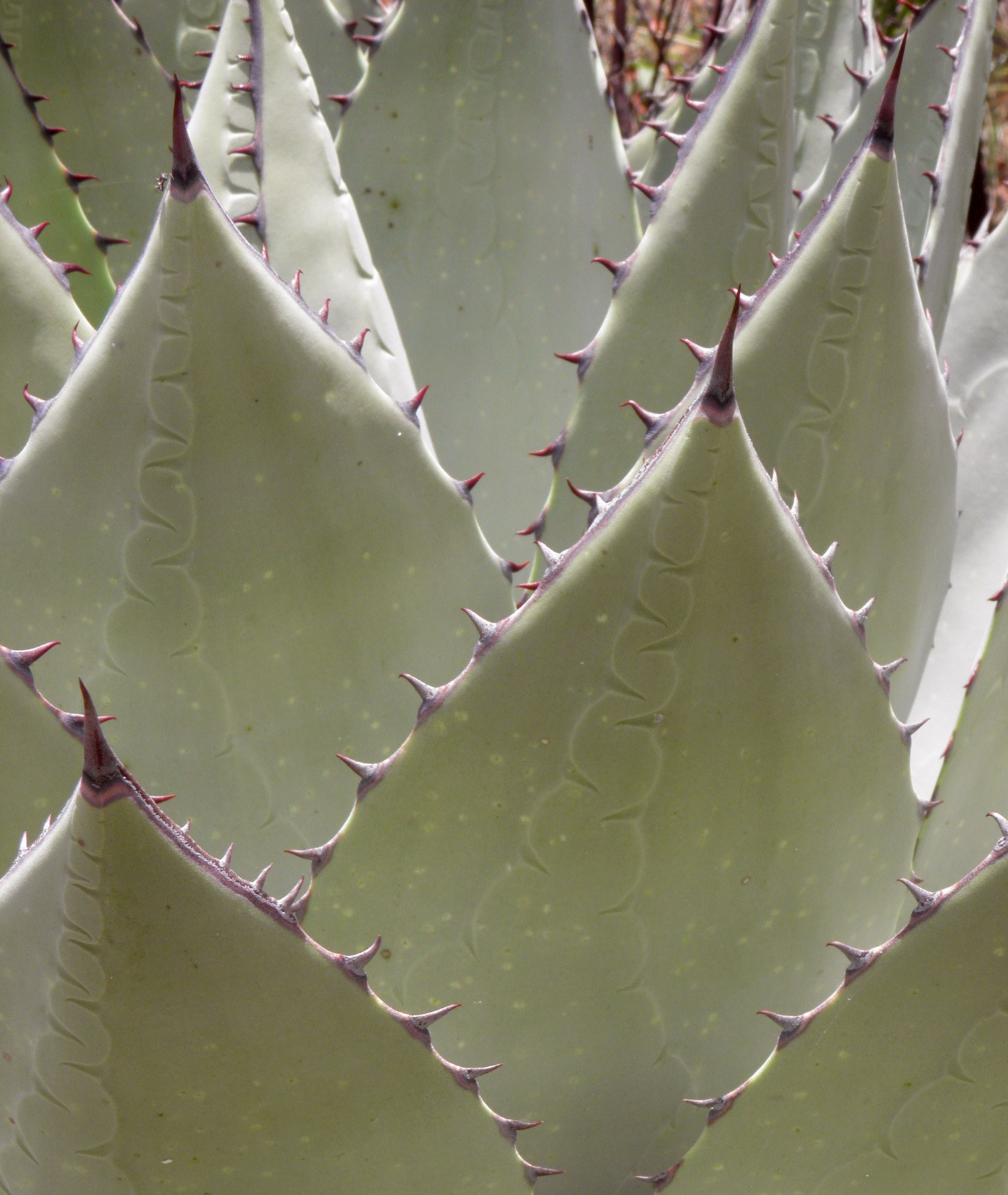 Agave parryi var. huachucensis image