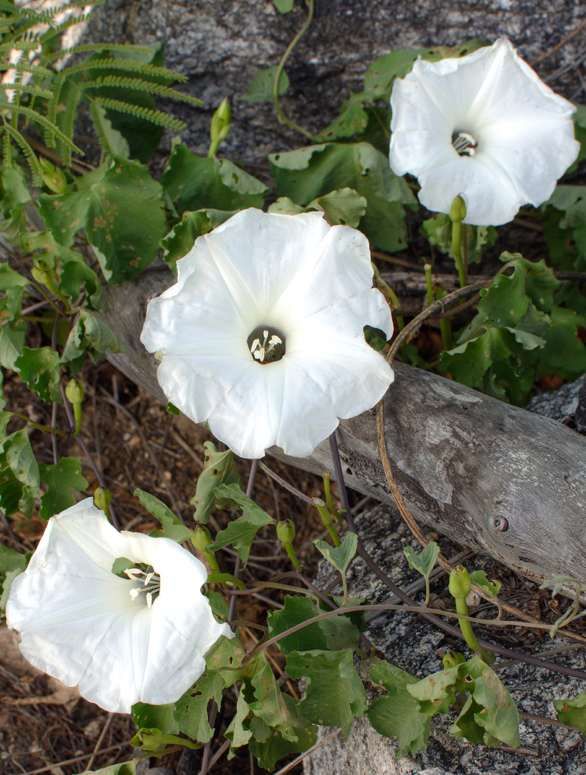 Ipomoea scopulorum image