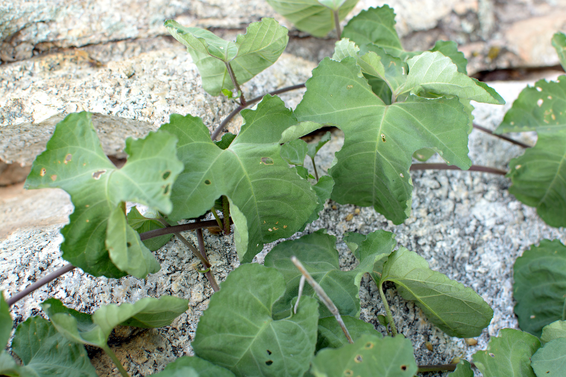 Ipomoea scopulorum image