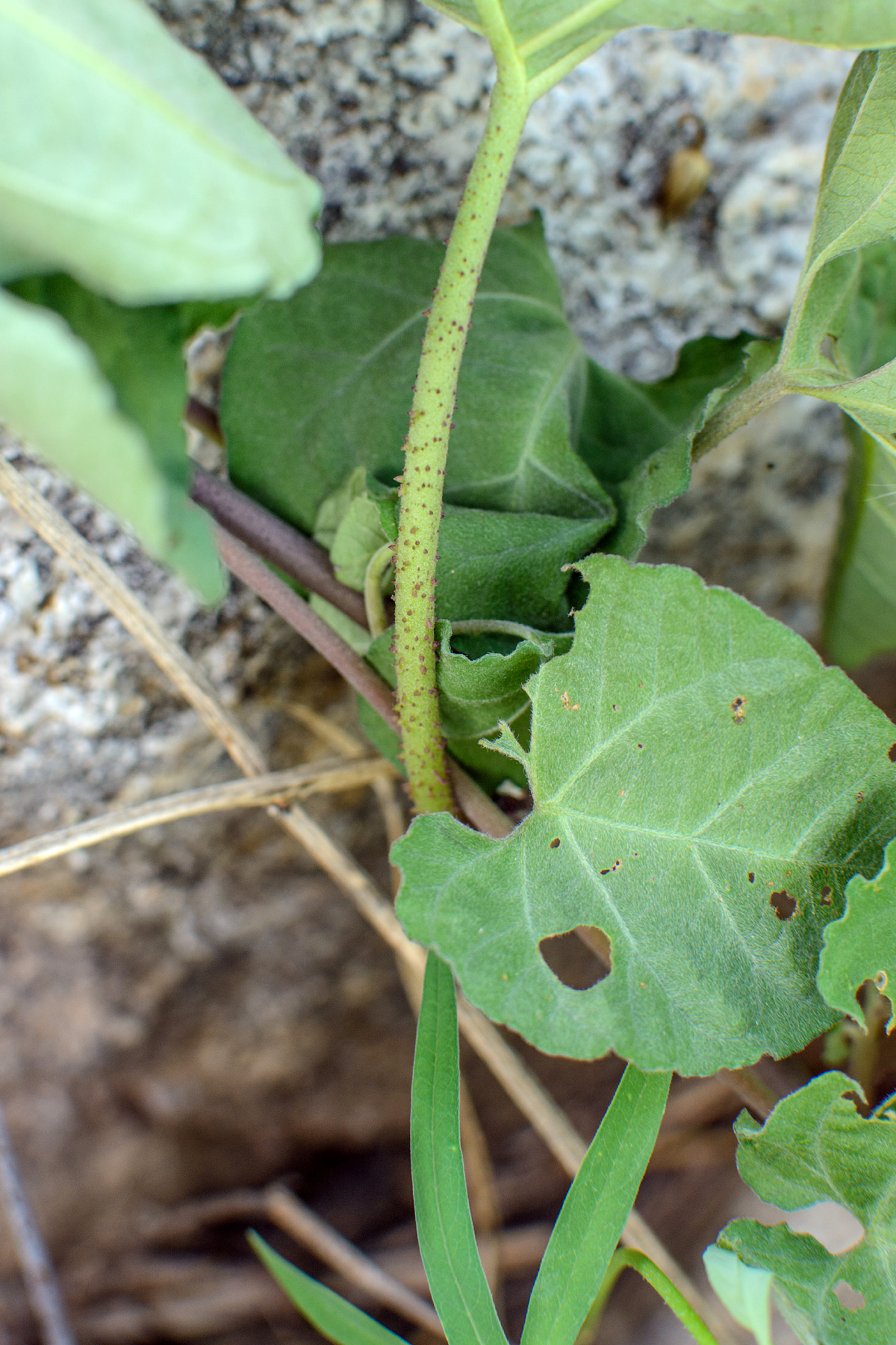 Ipomoea scopulorum image