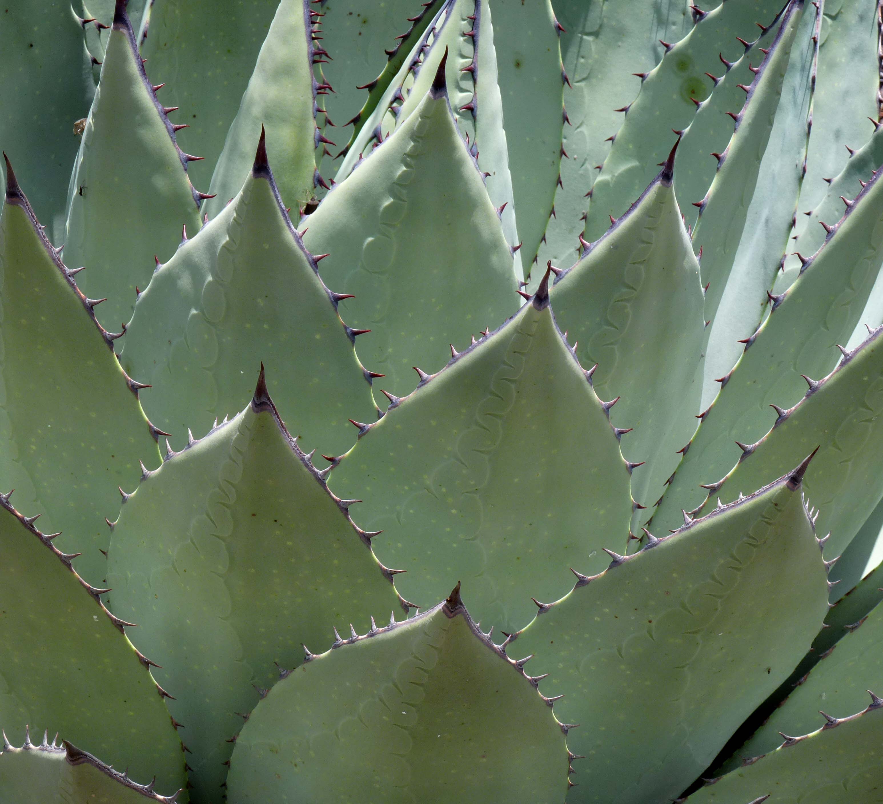 Agave parryi var. huachucensis image