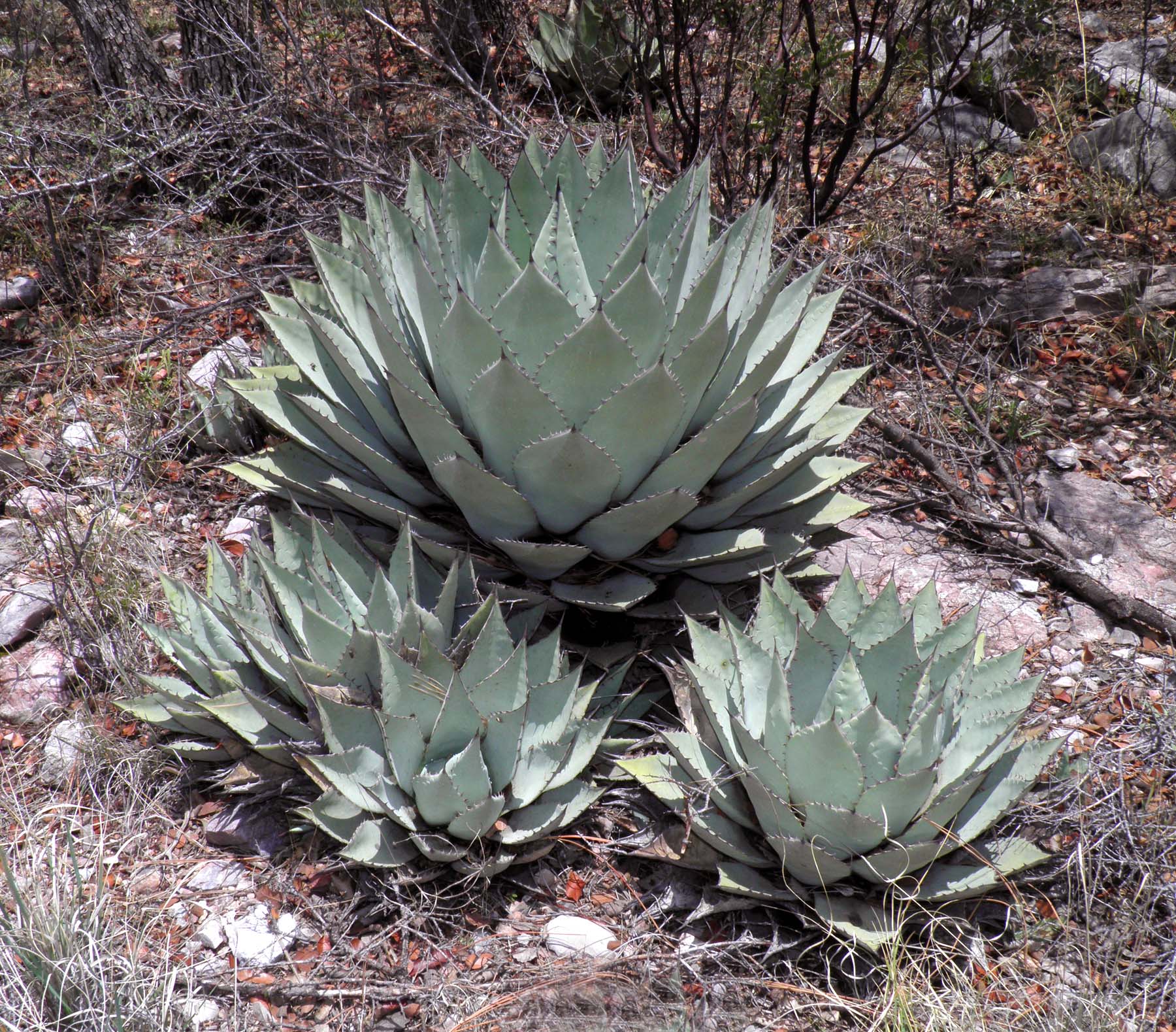 Agave parryi var. huachucensis image