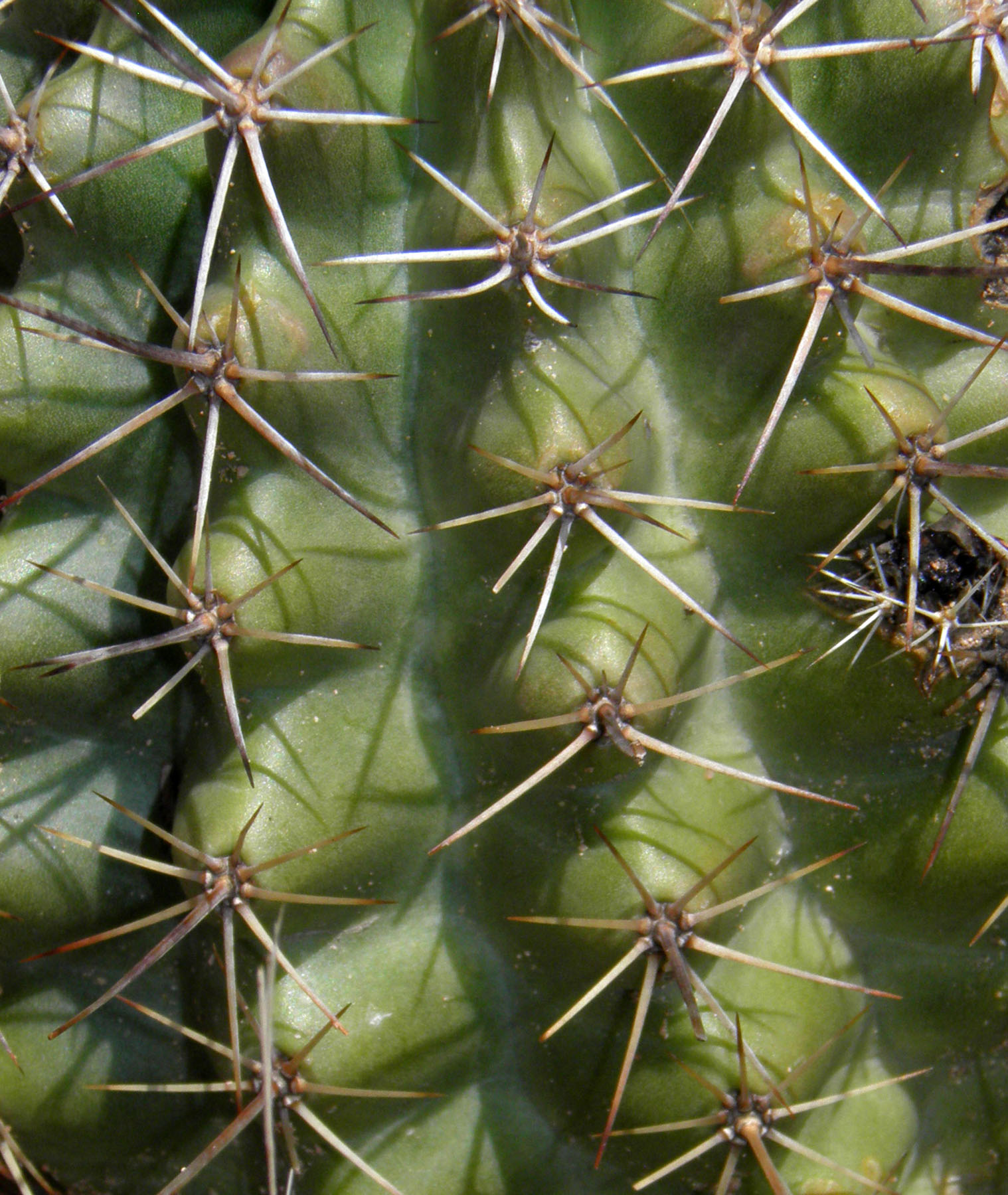 Echinocereus fendleri var. rectispinus image