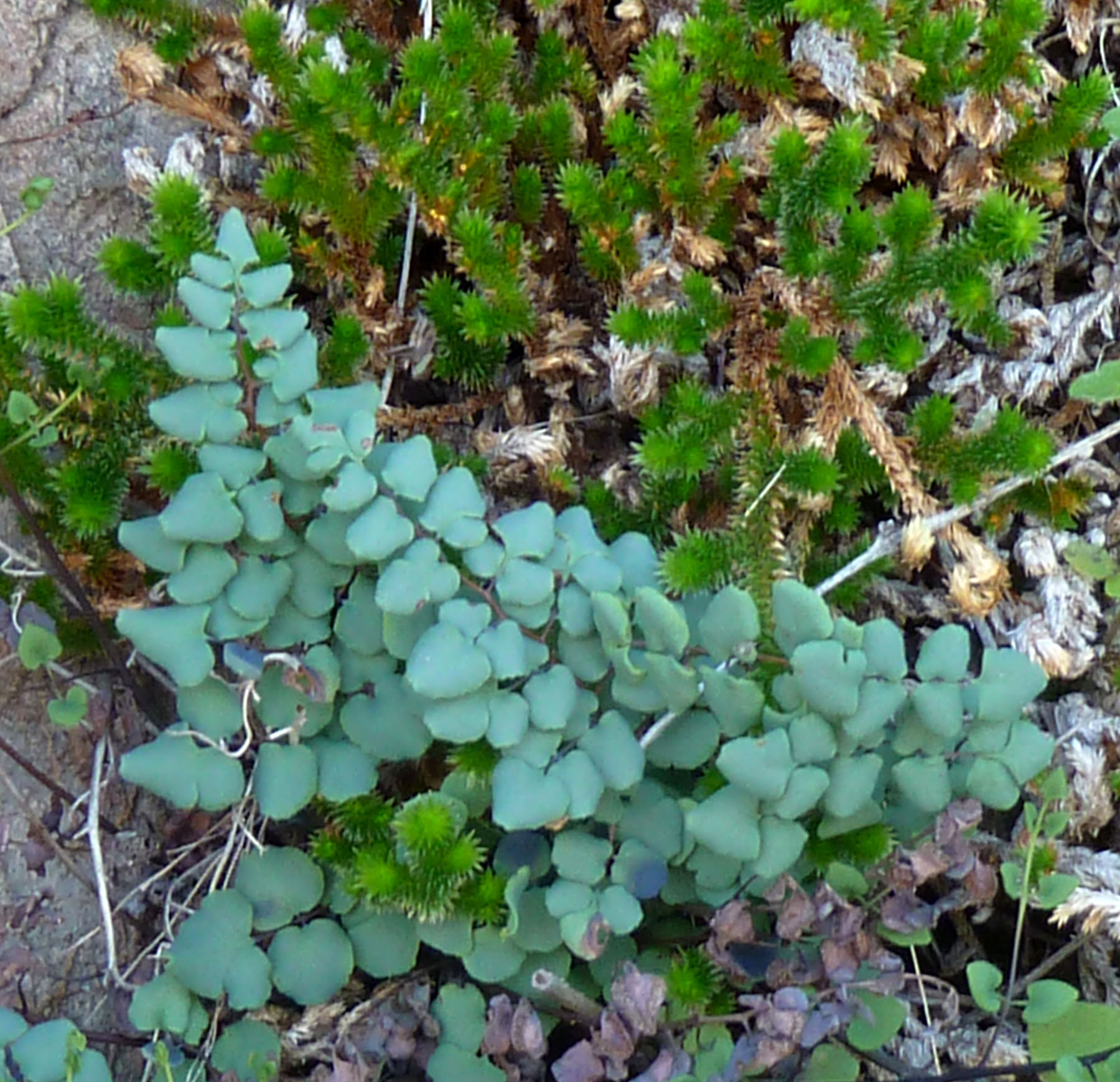 Argyrochosma jonesii image