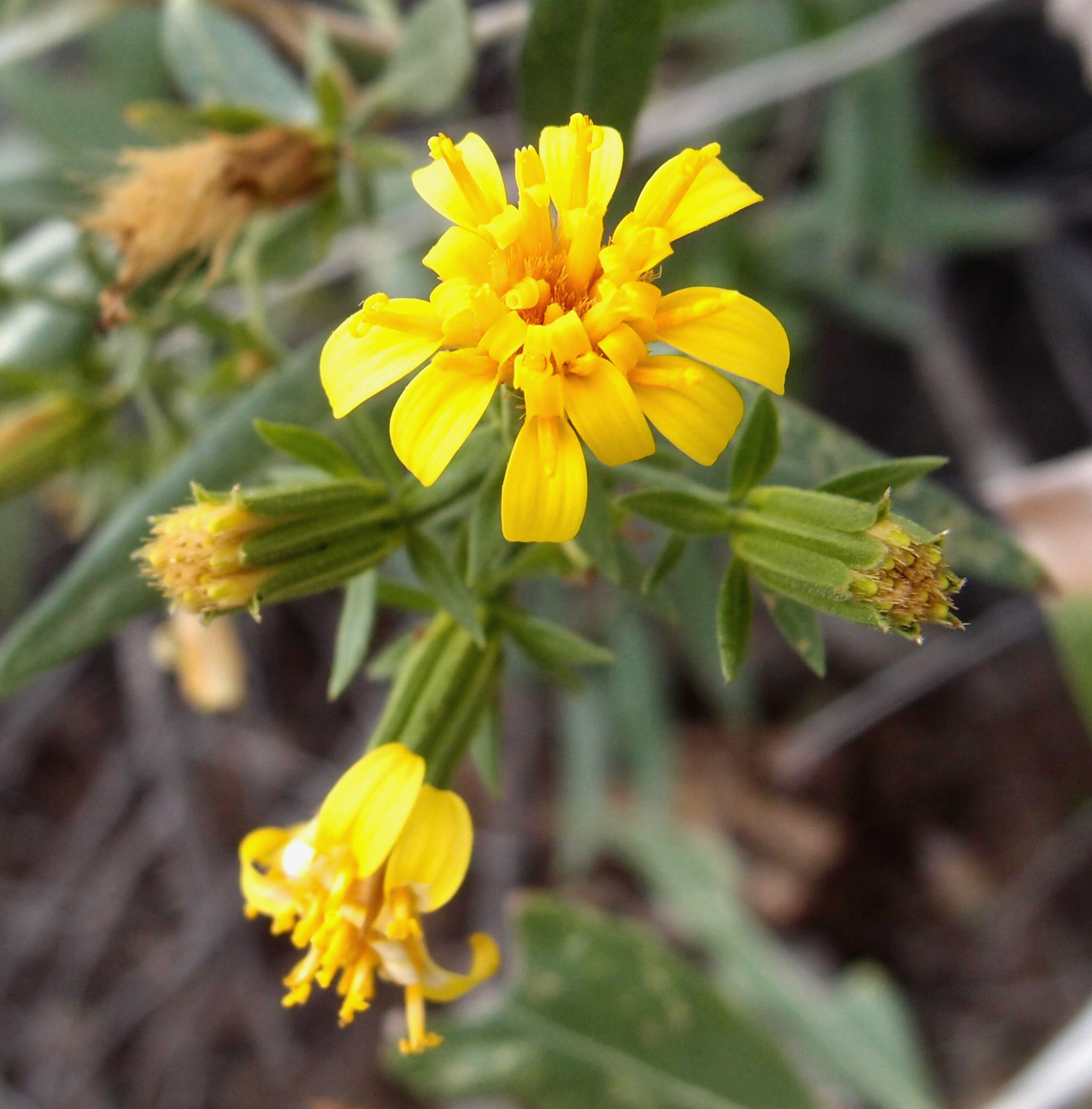 Trixis californica var. californica image