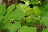 Image of Dorstenia drakena