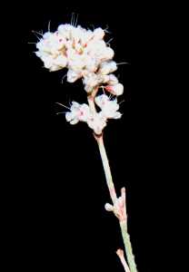 Eriogonum abertianum image