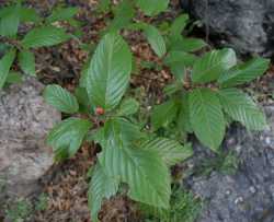 Image of Rhamnus betulifolia