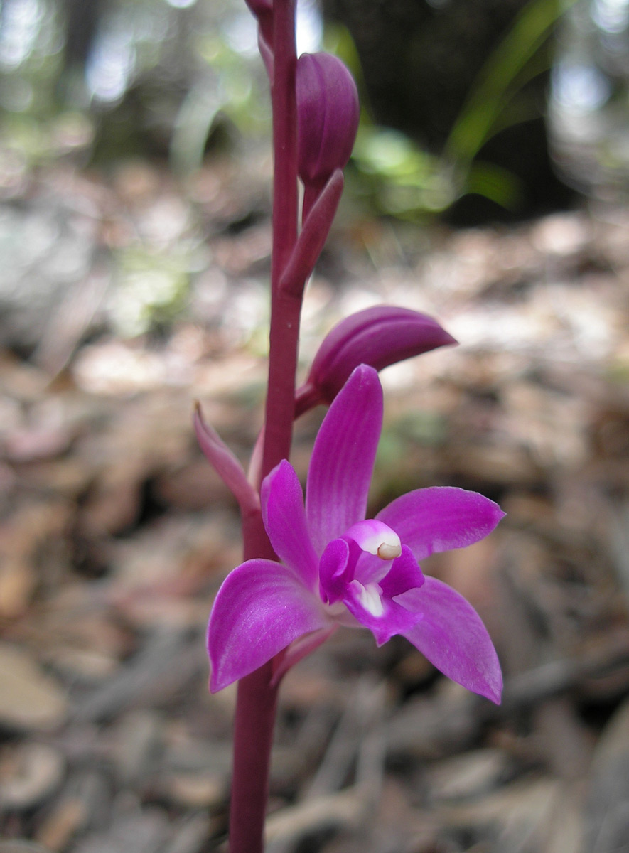 Hexalectris grandiflora image