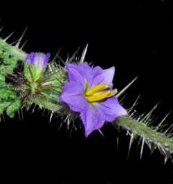 Solanum heterodoxum image