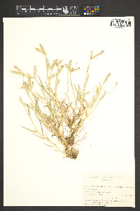 Dactyloctenium aegyptium image