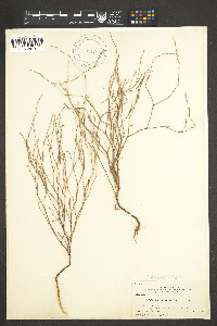 Polygonum douglasii image