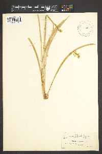 Zigadenus paniculatus image
