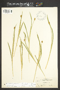 Carex gynandra image