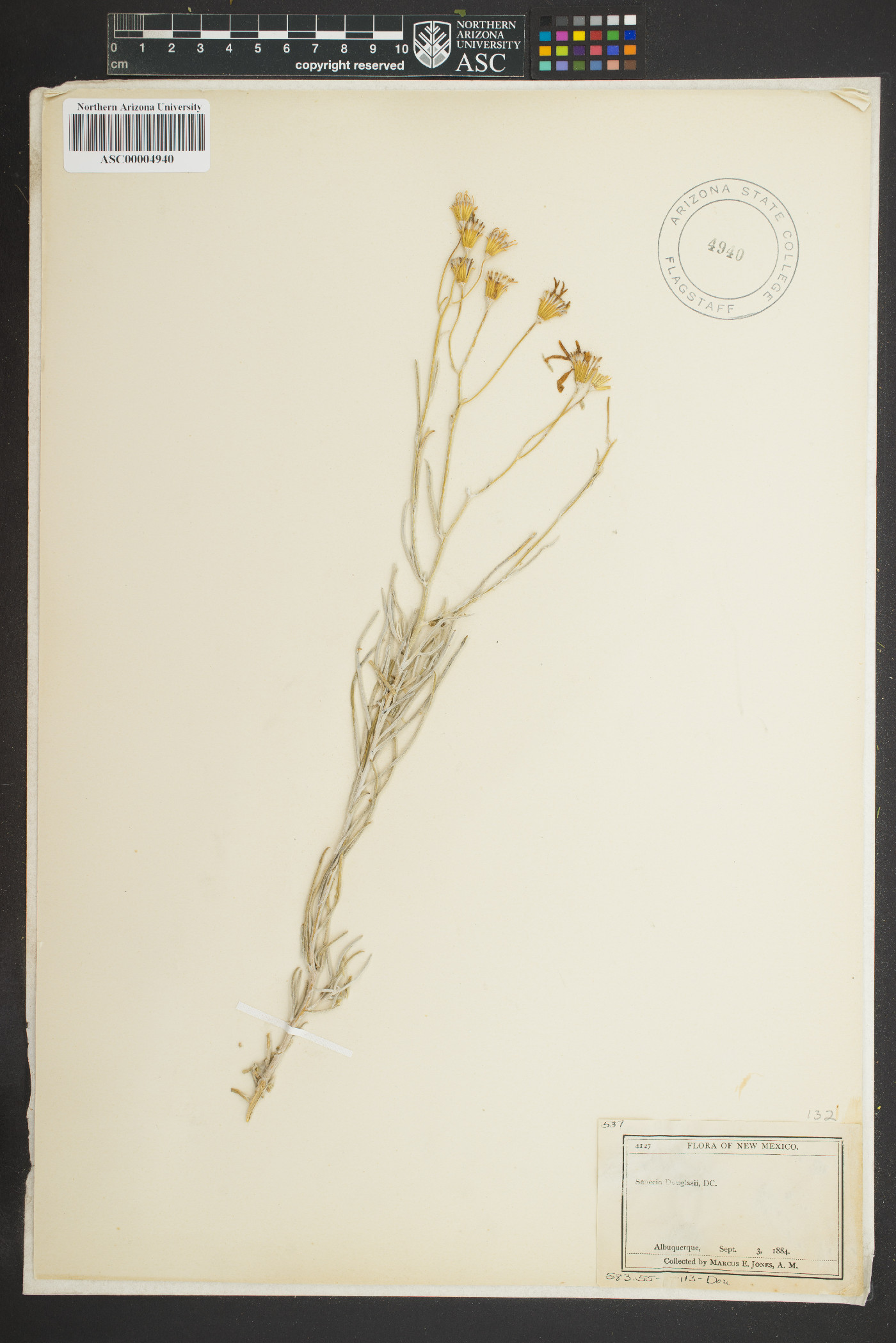 Senecio flaccidus var. douglasii image