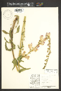 Suaeda nigra image