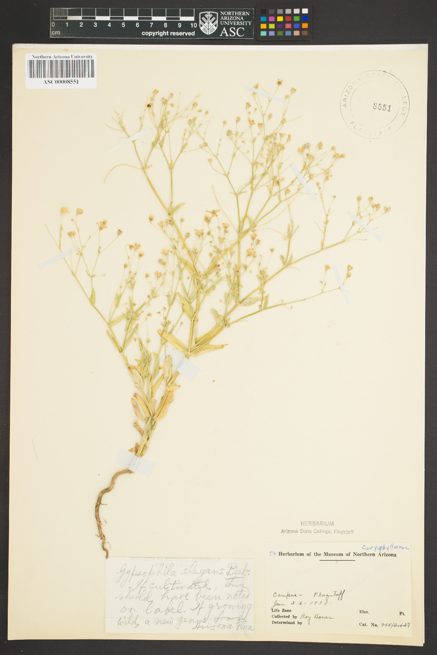 Gypsophila elegans image