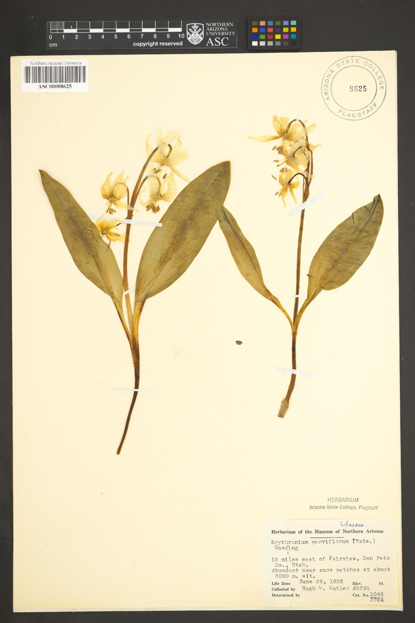 Erythronium parviflorum image