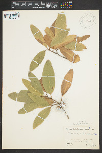 Quercus imbricaria image