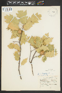 Image of Quercus x morehus