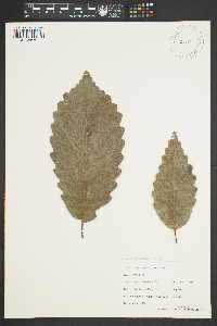 Quercus montana image