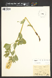 Thermopsis montana var. montana image