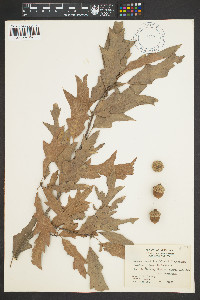 Quercus x mutabilis image