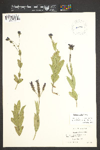 Verbena rigida image