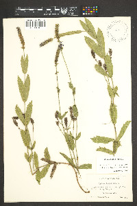 Verbena rigida image