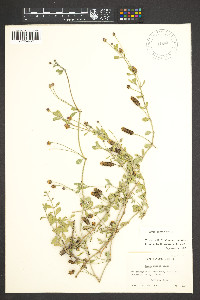 Phyla nodiflora image