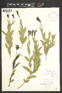 Verbena rigida image