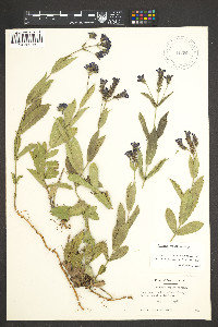 Verbena rigida image