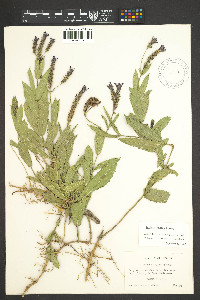 Verbena rigida image