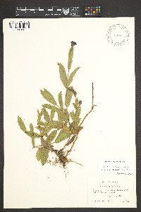 Verbena rigida image