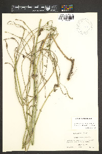 Verbena runyoni image