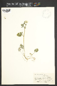 Corydalis flavula image