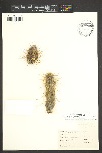 Cylindropuntia fulgida image