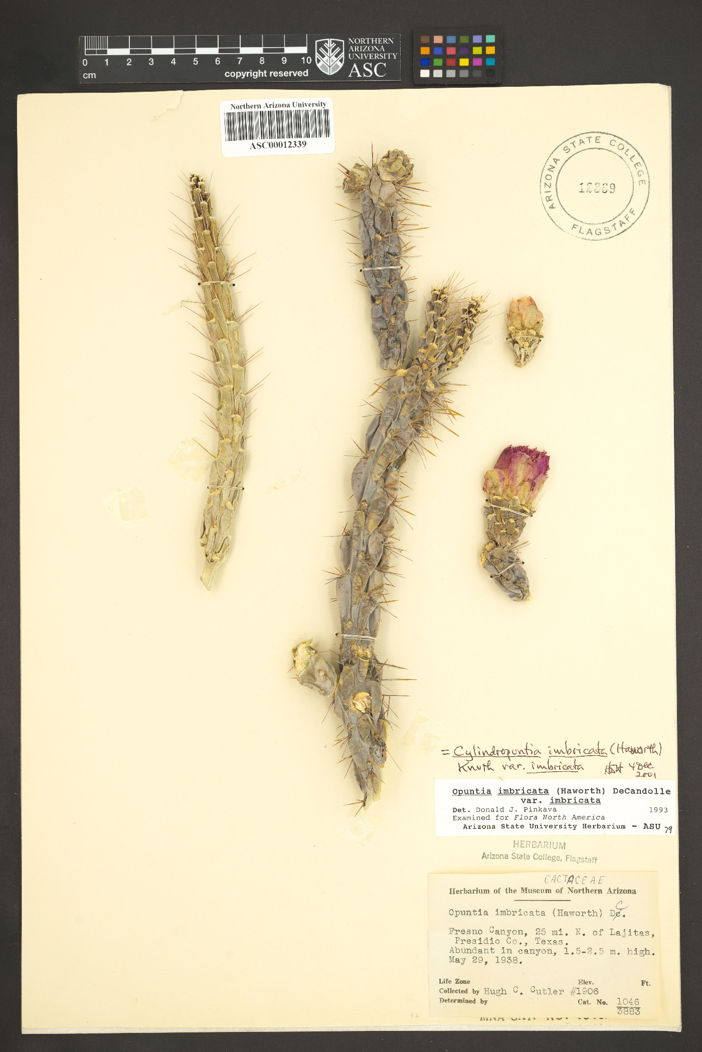 Cylindropuntia imbricata var. imbricata image