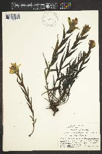 Castilleja septentrionalis image