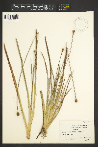 Xyris scabrifolia image