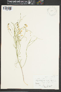 Astragalus convallarius image