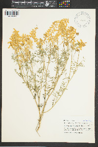 Astragalus collinus image