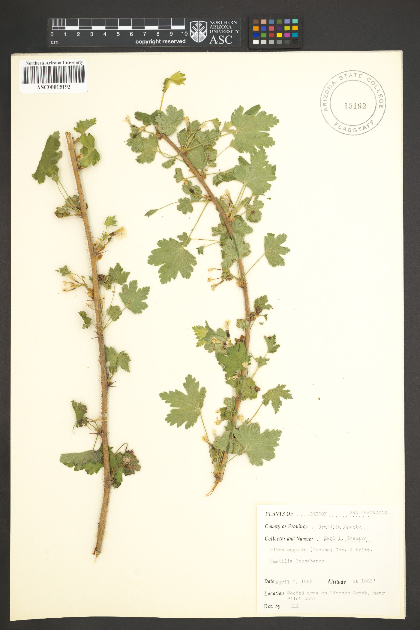 Ribes cognatum image