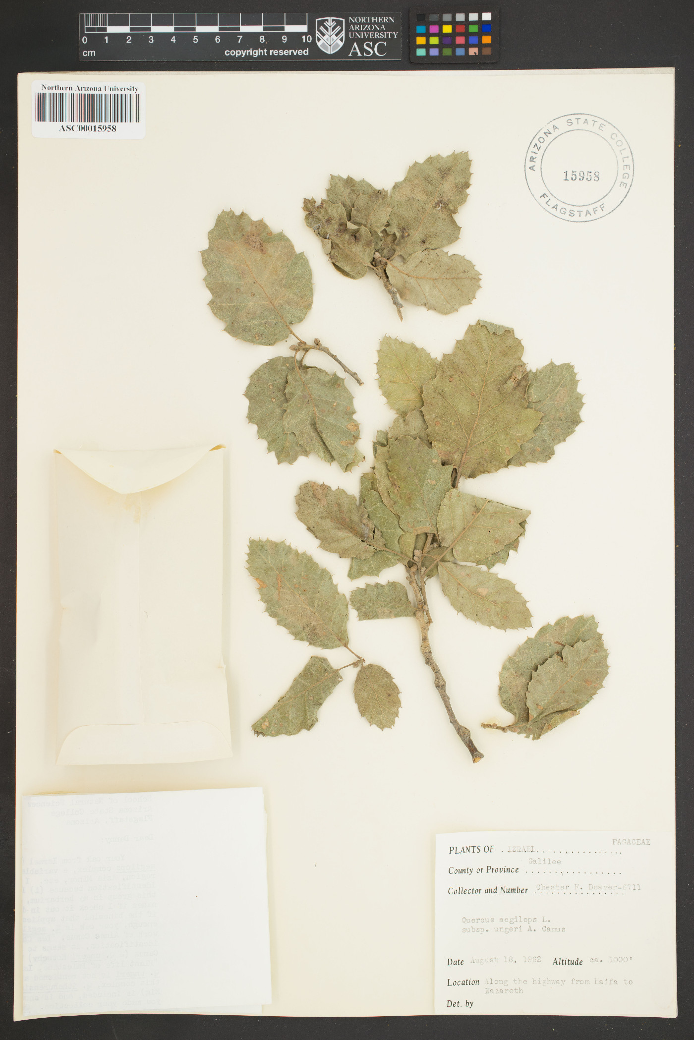 Quercus aegilops image