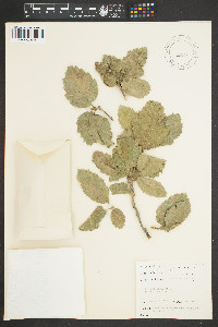 Image of Quercus aegilops